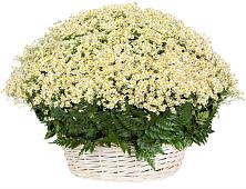 Цветочная композиция из Ромашки в корзине #REPLACE_PRED# Николаевской Республики Северная Осетия-Алания